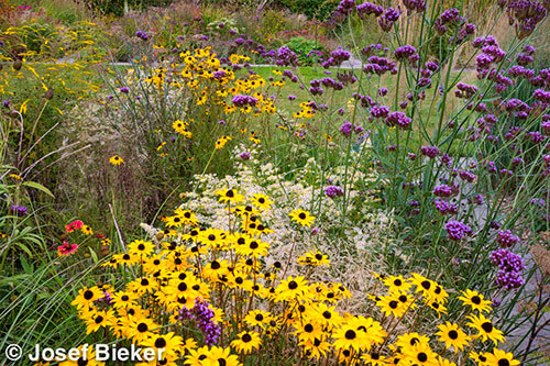 Prairietuin aanleggen in Hilversum Prairietuin aanleggen in Hilversum